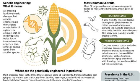 Benefits Of Genetically Modified Foods Essay