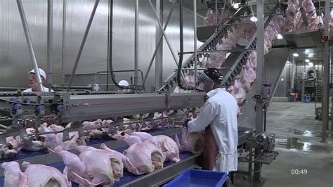 Turkey Processing Cut Up Line Stork Acm T Youtube