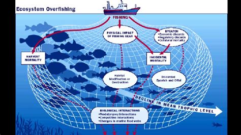 Causes And Effects Of Overfishing Youtube