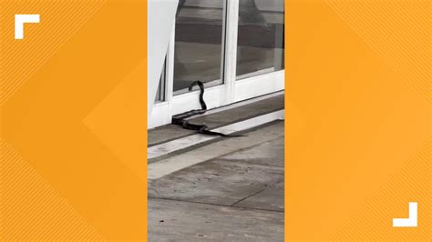 WATCH: Snake (almost) on a plane? Wild video shows serpent trying to