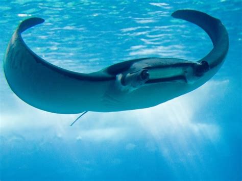 A Robot That Is Capable Of Swimming Like Manta Ray