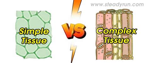 Difference Between Simple And Complex Tissue Differences