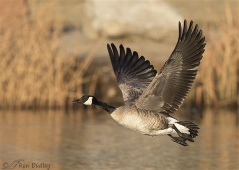 Canada Goose Running On Water Including Differing Perspectives