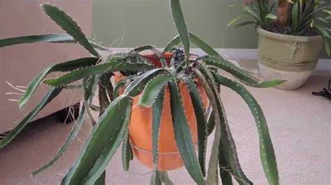Edible cactus fruit prickly pear desert green purple red. Dragon Fruit Cactus - Uptate - YouTube
