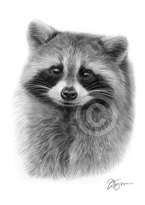 Pencil Drawing Of A Young Raccoon By Uk Artist Gary Tymon
