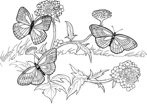 Click on each small picture to view full picture. Printable Difficult Coloring Pages - Coloring Home
