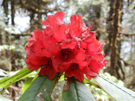 Rhododendron From Nepal It National Flower Of Nepal Rhododendron