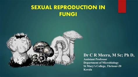 Sexual Reproduction In Fungi Ppt