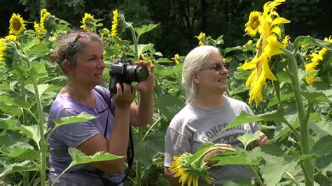 Montgomery Celebrates Mckee Beshers Sunflower In Poolesville 07 12 16