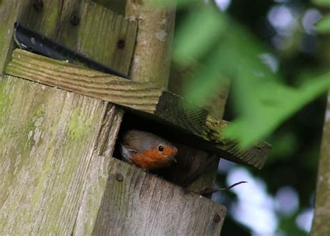 How To Attract Robins To Your Garden The Idea Garden