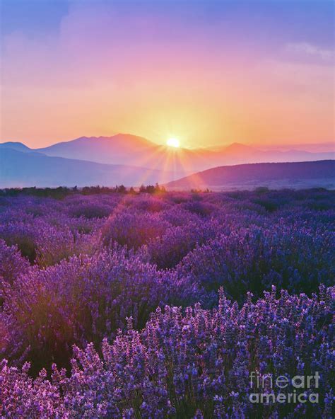 Lavender Field At Sunset Photograph By Serts Fine Art America