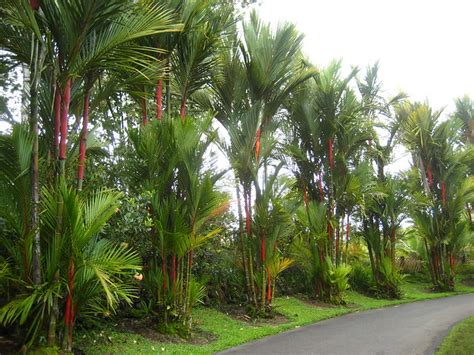 Red Sealing Wax Palm Trees Flickr Photo Sharing