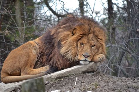 What Happened To The Cape Lion Discovery Uk