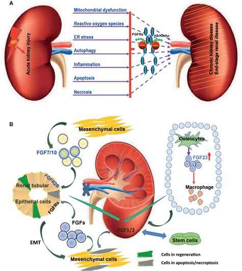 Frontiers Fibroblast Growth Factors In The Management Of Acute Kidney
