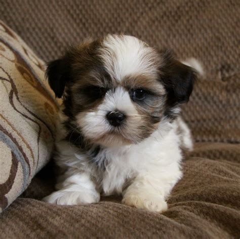 Shih Tzu Puppies For Sale Puppies For Sale Dogs For