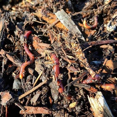 Should You Get Rid Of Worm Castings On The Lawn Maybe And How To
