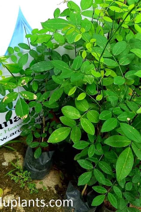 Mee Tree Madhuca Lonolia Mahua Tree Arunalu Plants