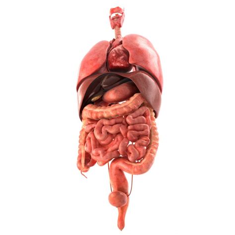 Each internal organ is labelled and includes a definition of each organ. Human internal organs 3d model - CGStudio