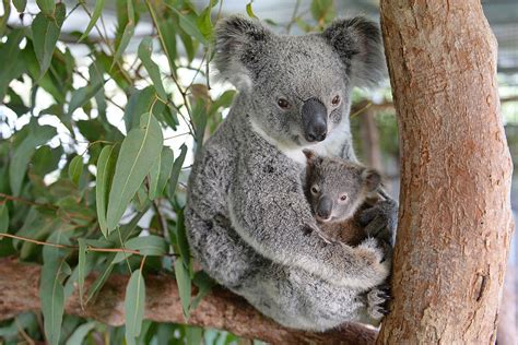 Baby Koala Stays With Mom During Surgery Popsugar Pets