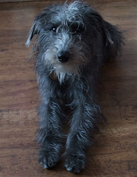 C Joyfulfluff Tilly Lurcher Whiplington Whippet X Bedlington Terrier