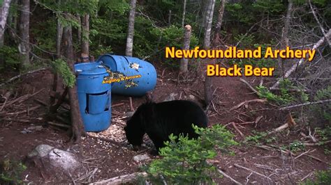 Archery Black Bear Newfoundland Bear Hunting Youtube