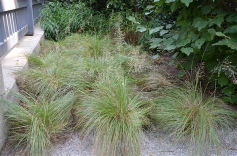 Three Native Landscape Grasses To Try What Grows There Hugh Conlon