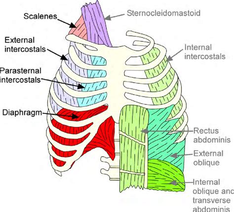 Chest Muscle Anatomy Diagram Breast Anatomy The Inter