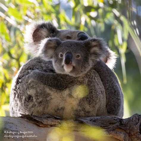 Intriguing Images Australian Fauna