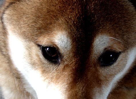 Shiba Inu Eyes Wallpaper Best Wallpapers Hd Collection
