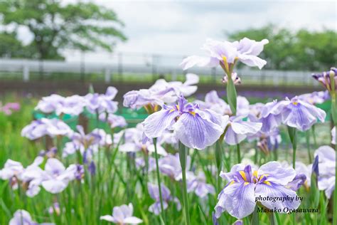 Purple Iris Flowers Japanese Irises In Early Summer Masako