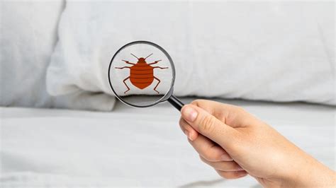 Early Signs Of Bed Bugs Forbes Home