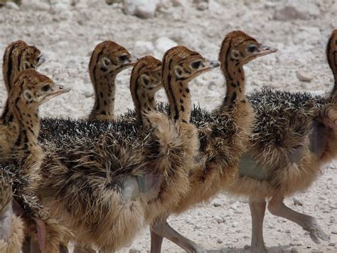 Ostrich Chicks Chicks Ostrich Eggs