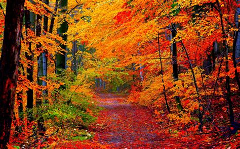 Goldenautumnforest Nature Posters Autumn Nature Autumn Forest