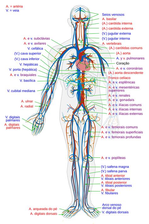 Anatomia Dos Sistemas Orgânicos Pdf