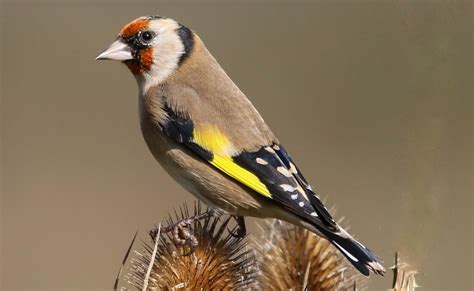 Golden Year For Goldfinches In Annual Rspb Garden Bird Survey The