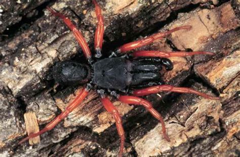 1000 Images About Spiders On Pinterest Wolves Sydney Funnel Web
