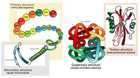 Four Types Of Protein Structures Primary Secondary Tertiary And