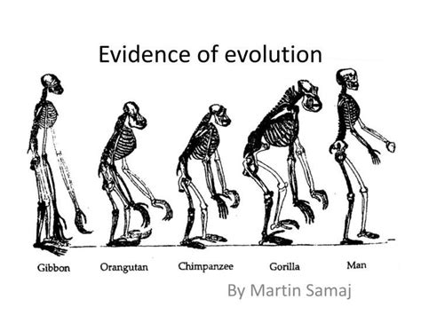 Evidence Of Evolution Evolution Biological Anthropology Evidence