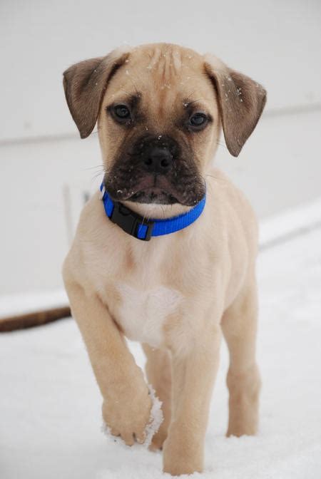 This is bob as a puppy sire of gch cc's get off of my cloud (junior). Bull Mastiff Puppies, Puppies Photos, Dog Photos, Dog Breeds