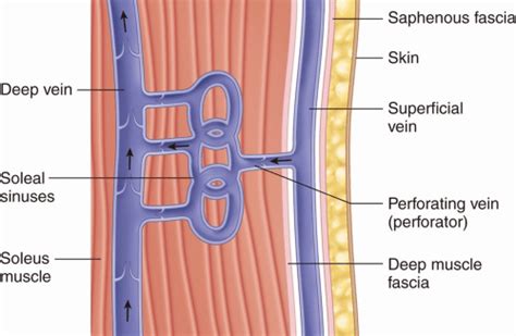 Vascular Treatments Of The Lower Extremity Plastic Surgery Key