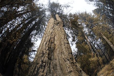 175 Foot Redwood Tree Falls On Car Killing Parents Of 5