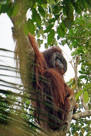 Best time to visit, ferry dock, ticket price, how to get there which means you don't have to go all the way to borneo (east malaysia) to see orangutans in 2021! Bukit Merah Orang Utan Island Foundation (Semanggol ...