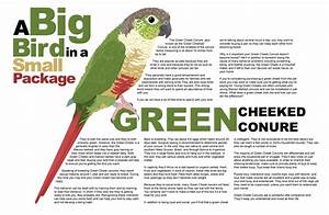 Green Cheeked Conure Sheet By Thepivotsxxd On Deviantart