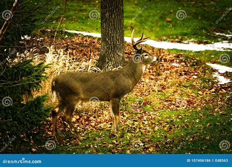 Whitetail Deer Odocoileus Virginianus White Tailed Buck Standing