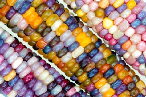 A Guide To Growing And Harvesting Glass Gem Corn Happysprout