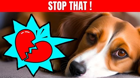 24 Ways You Are Hurting Your Dog Without Realizing Youtube