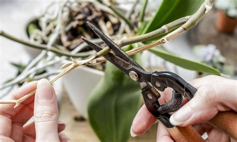 Orchids produce beautiful blooms, but they require pruning once the flowers fall off. How to Fix Wrinkled Orchid Leaves - Care Guide | Brilliant ...