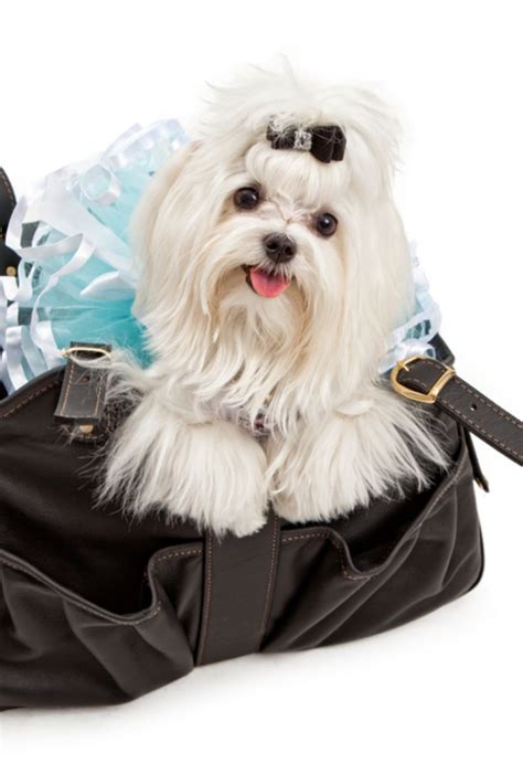 A Maltese Dog Wearing A Blue Tutu In A Designer Black Travel Carrier