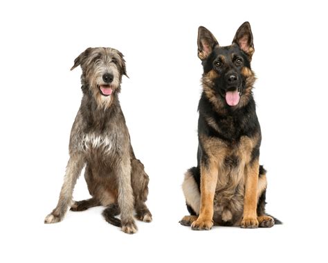 Irish Wolfhound German Shepherd Mix German Shepherd Dog Hq