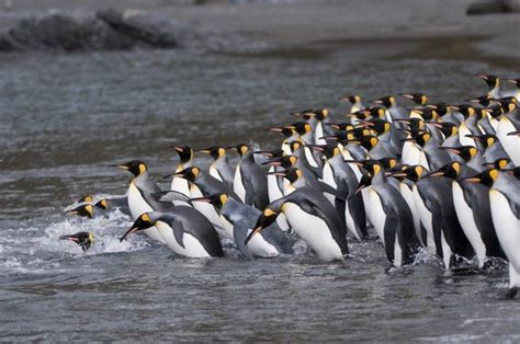 A Lot Of King Penguins Ready For A Dive Did You Know That The Average